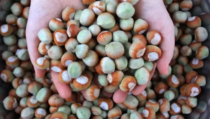 Fındık İhracatında Rekor Artış