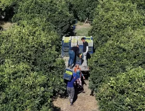 Finike Portakalında Rekolte Düşüyor