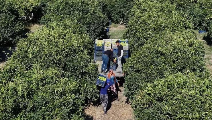 Finike Portakalında Rekolte Düşüyor