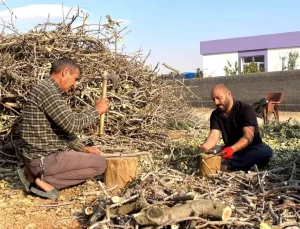Fıstık Dalları Kış Yakacağı