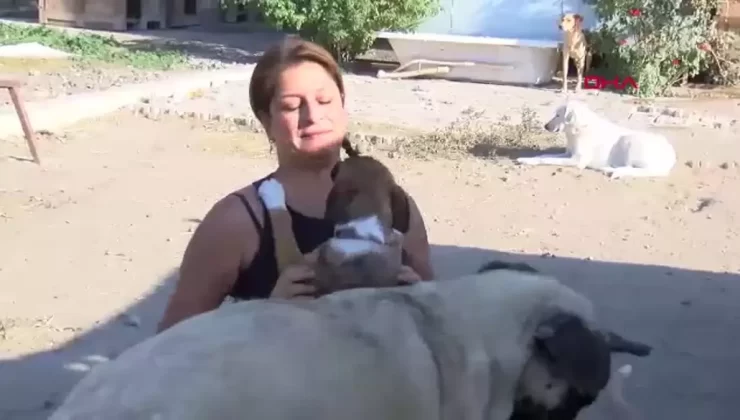 Foça’da Hayvan Barınağına Destek Çağrısı