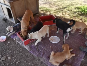 Foça’da Hayvanseverler Barınak Kurdu