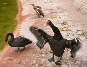 Gaziantep Doğal Yaşam Parkı Ziyaretçi Rekoru Kırdı