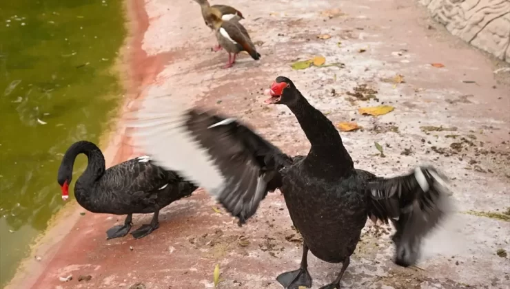 Gaziantep Doğal Yaşam Parkı Ziyaretçi Rekoru Kırdı