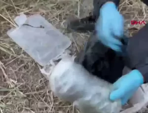 Gaziantep’te Jandarma Operasyonu: 4 Kilo Skunk Ele Geçirildi