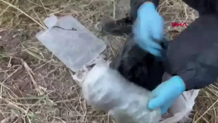 Gaziantep’te Jandarma Operasyonu: 4 Kilo Skunk Ele Geçirildi