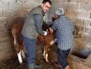 Gazipaşa’da Hayvan Aşılama Çalışmaları Hız Kesmeden Devam Ediyor