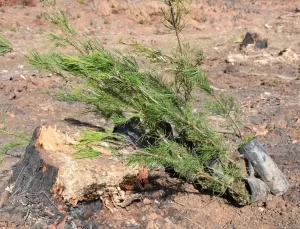 Germencik’te 500 Fidan Dikildi