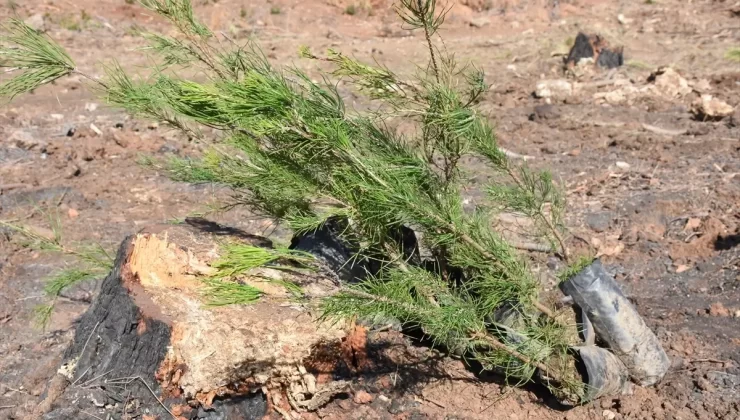 Germencik’te 500 Fidan Dikildi