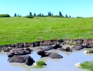 Giresun’da Manda Islah Projesine 20 Milyon TL Destek