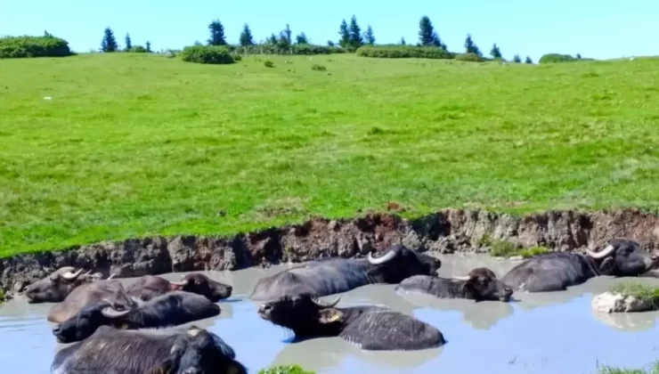 Giresun’da Manda Islah Projesine 20 Milyon TL Destek