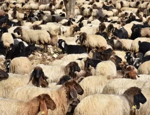 Göçerler Kışlaklara Dönüyor