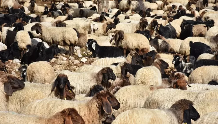 Göçerler Kışlaklara Dönüyor