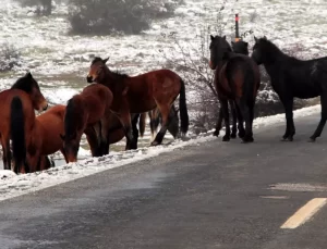 Gölbaşı’nda Kar Manzarası ve Yaban Hayatı
