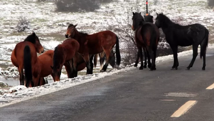 Gölbaşı’nda Kar Manzarası ve Yaban Hayatı