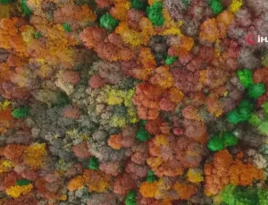 Gölcük Tabiat Parkı’nda Sonbahar Renk Cümbüşü