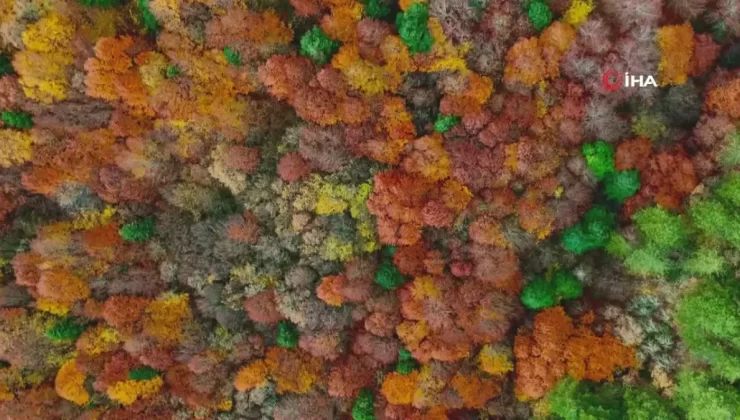 Gölcük Tabiat Parkı’nda Sonbahar Renk Cümbüşü