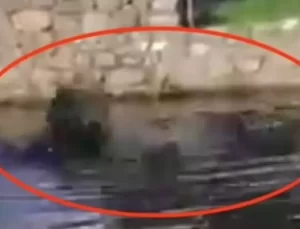 Göle düşen cam temizleyicisi timsaha yem oldu