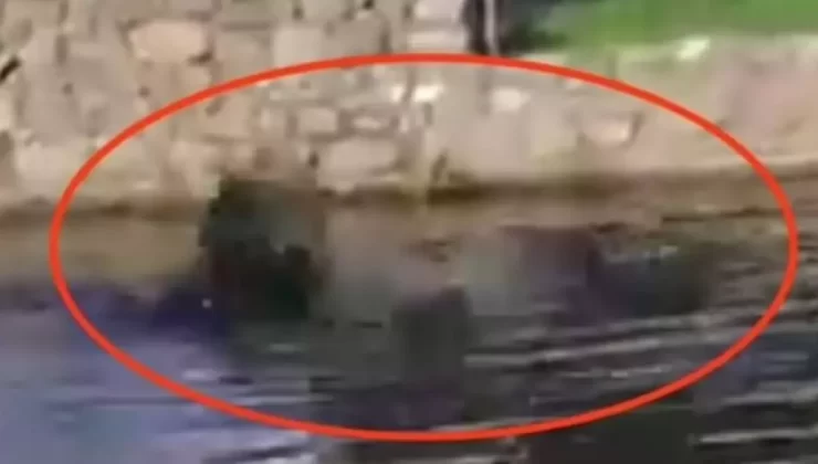 Göle düşen cam temizleyicisi timsaha yem oldu