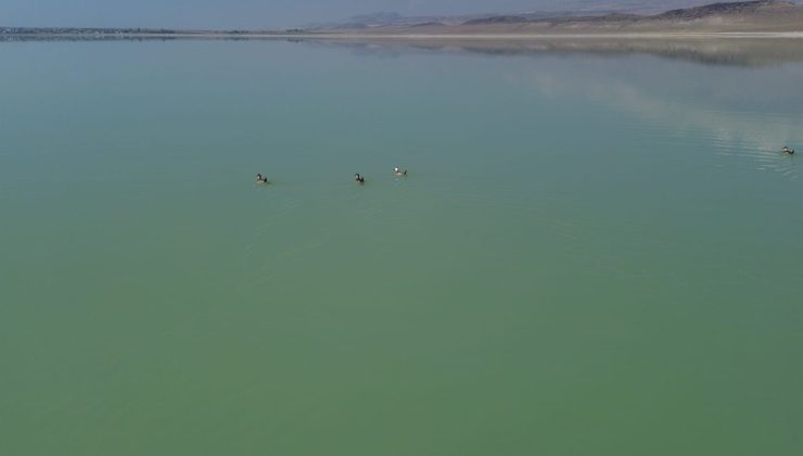 Gölün renkli misafirleri yerini ördeklere bıraktı