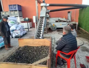 Gördes’te Zeytin Hasadı Yoğunlaştı