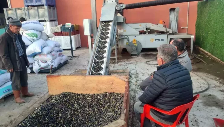 Gördes’te Zeytin Hasadı Yoğunlaştı