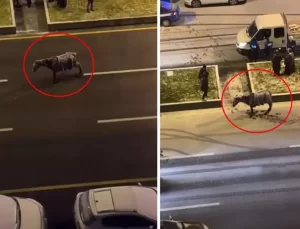 Görüntü Türkiye’den! Yolun ortasında donan at, kaskatı kesildi