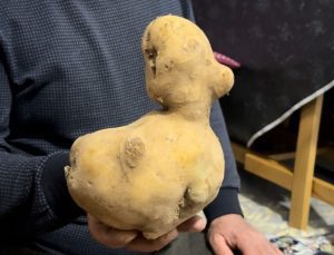 Hakkari’de satın aldığı patates çuvalında ördeğe benzer patates çıktı