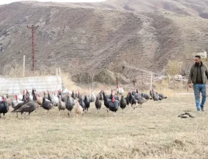 Hakkari’de Yılbaşı İçin Hindi Satışı Başladı