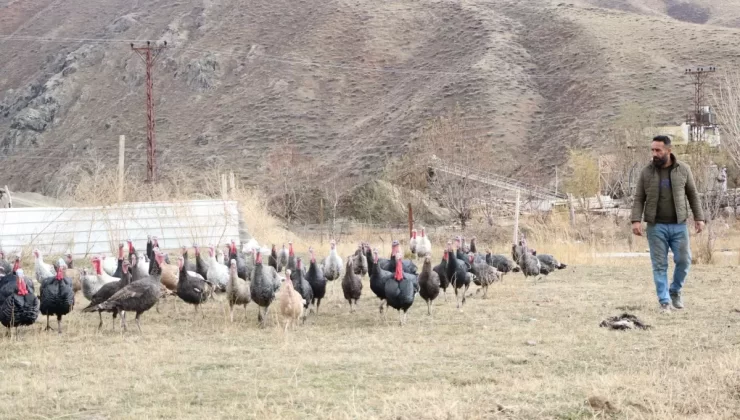 Hakkari’de Yılbaşı İçin Hindi Satışı Başladı