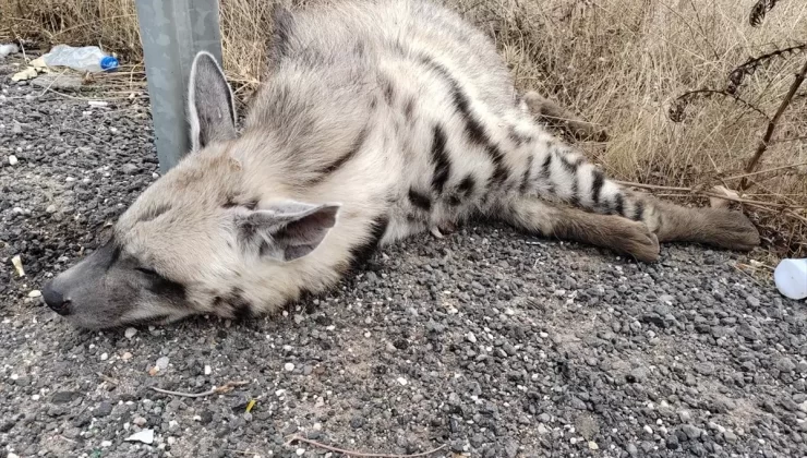 Halfeti’de Çizgili Sırtlan Ölü Bulundu
