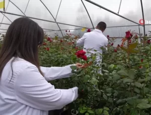 Hamsi Atığıyla Gül Yetiştirildi