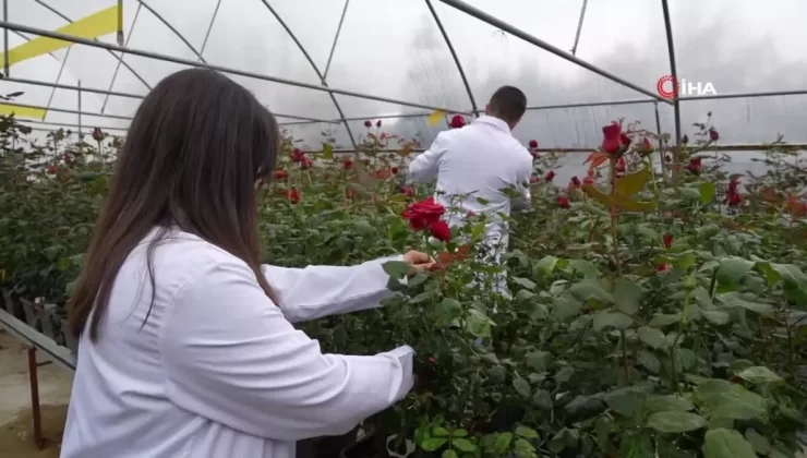 Hamsi Atığıyla Gül Yetiştirildi