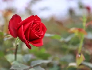 Hamsi Atıklarıyla Biyogübre Üretimi