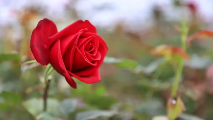 Hamsi Atıklarıyla Biyogübre Üretimi