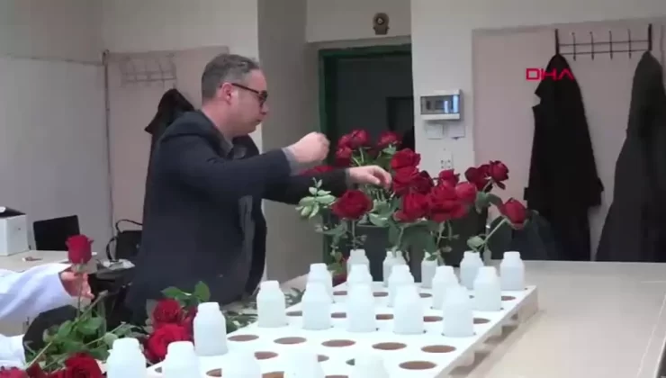 Hamsi Atıklarıyla Çevre Dostu Organik Gübre Geliştirildi