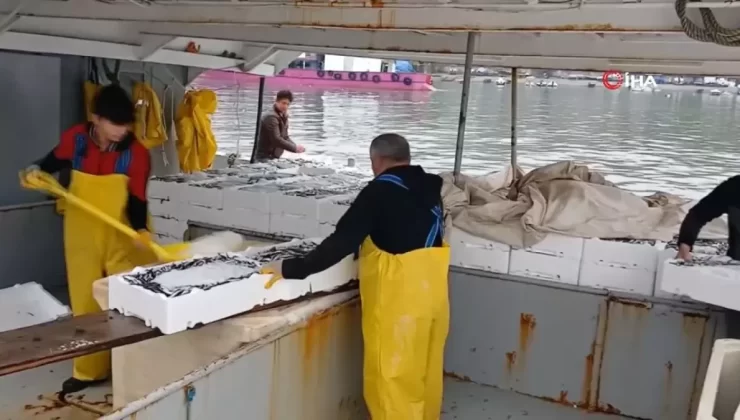 Hamsi Avı Bereketli Geçti