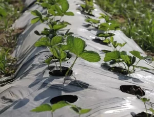 Hassa’da Çiftçilere 500 Bin Çilek Fidesi