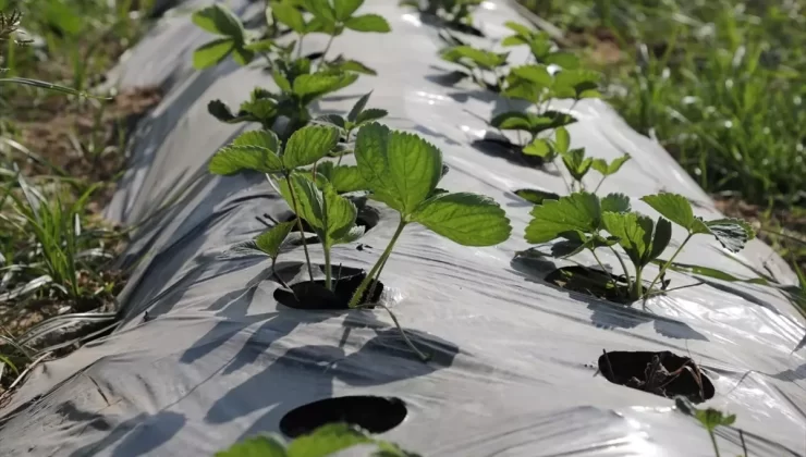 Hassa’da Çiftçilere 500 Bin Çilek Fidesi