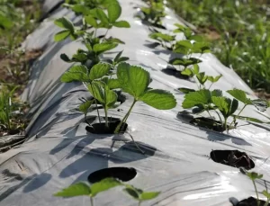 Hatay’da Depremzedelere 500 Bin Çilek Fidesi Dağıtıldı