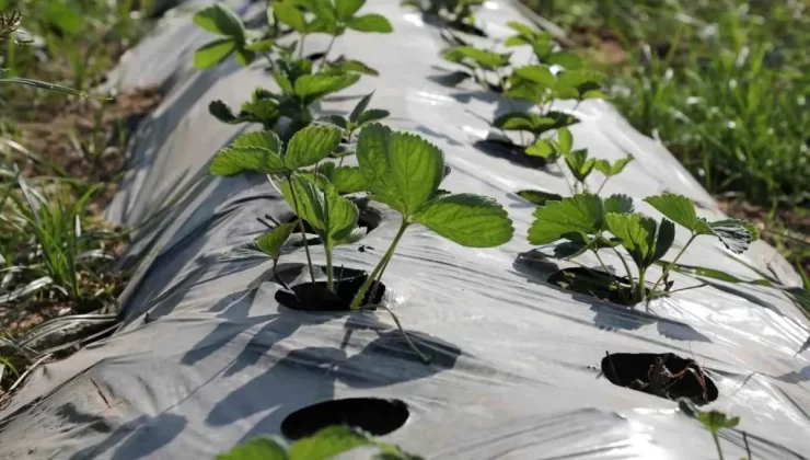 Hatay’da Depremzedelere 500 Bin Çilek Fidesi Dağıtıldı