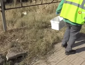 Hatay’da İstilacı Farelere Karşı İlaçlama Çalışmaları Başlatıldı