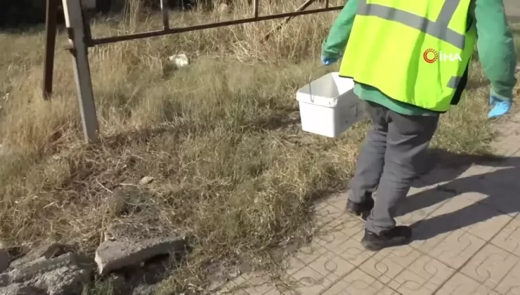 Hatay’da İstilacı Farelere Karşı İlaçlama Çalışmaları Başlatıldı