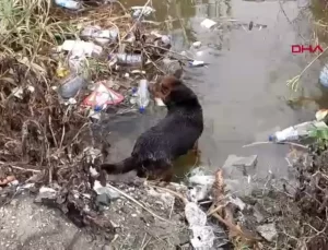 Hatay’da Su Tahliye Borusuna Sıkışan Yavru Köpekler Kurtarıldı