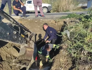 Hatay’da Yavru Köpekler Su Tahliye Borusundan Kurtarıldı