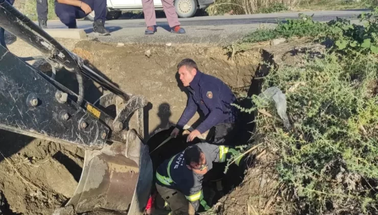 Hatay’da Yavru Köpekler Su Tahliye Borusundan Kurtarıldı