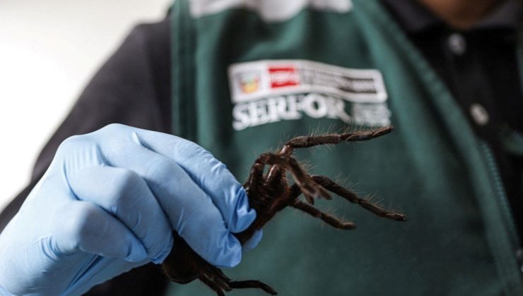 Havalimanında tarantula operasyonu: Üzerinde yüzlerce egzotik hayvanla yakalandı