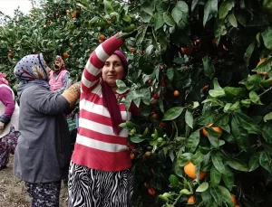 Havran Mandalinasında 20 Bin Ton Rekolte Bekleniyor