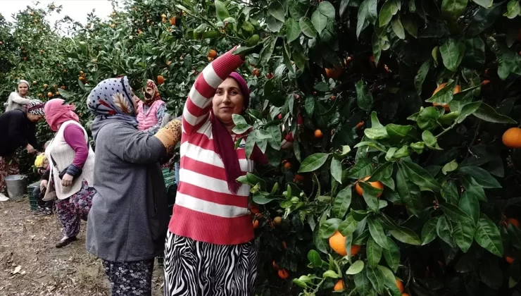 Havran Mandalinasında 20 Bin Ton Rekolte Bekleniyor