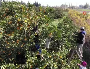 Havran Mandalinası’nda Hasat Başladı